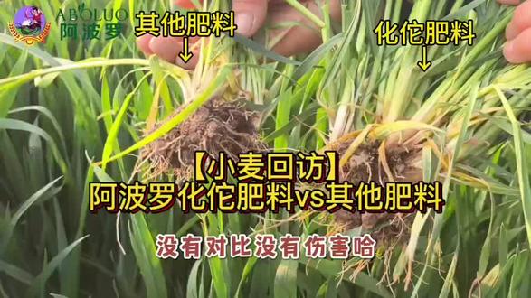 【小麦回访】使用阿波罗化佗肥料种植小麦对比其他肥料差别#土壤健康化佗配方#农资肥料#阿波罗肥料厂家