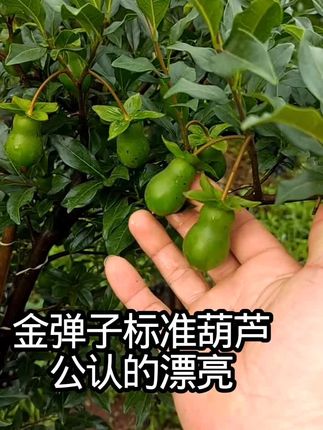 金弹子品种中一直被公认最标准的葫芦果#金弹子品种 #金弹子嫁接 #金弹子熟桩