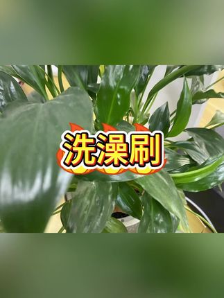 #搓背刷 #长柄洗澡刷 #软毛搓背刷