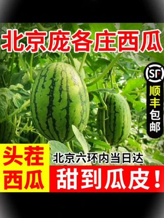 #西瓜🍉 #手剥西瓜#小糖丸西瓜#梦中情瓜