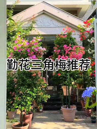 #家庭养花 #三角梅 #垂丝三角梅 #花卉绿植 #爱生活爱养花