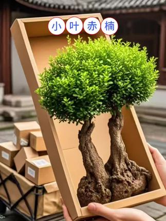 这样低调沉稳又奢华的金丝楠木你想要吗#精品盆景 #微景观制作 #花卉绿植 #办公室绿植