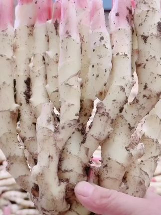【顺丰包邮】山东红芽嫩姜新姜嫩姜仔姜新鲜姜芽嫩姜当天挖当天发#嫩姜 #优质农产品 #强烈推荐 #纯天然绿色食品 @DOU+好生意 @DOU+上热门 @DOU+小助手