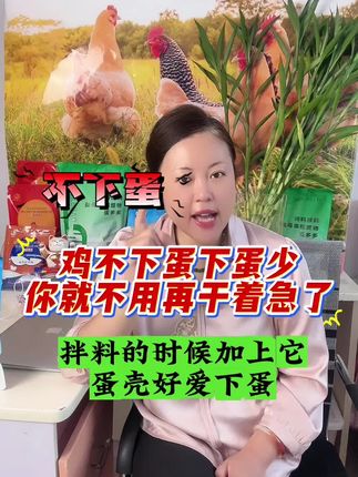 鸡不下蛋!下蛋少!你就不用再干着急了,拌料的时候加上它!蛋壳好,爱下蛋!#鸡蛋价格#家禽养殖#蛋鸡下蛋配方#蛋鸡养殖#蛋多多