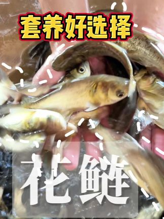 花鲢,套养好选择👍#水产人 #三农 #新农人计划 #花鲢 #水产养殖