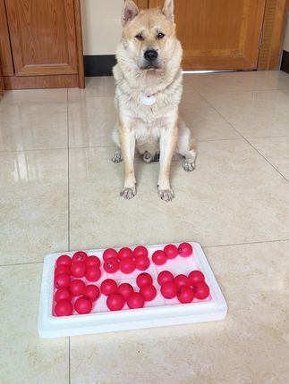 你们天天催想看瓜豆表演拿乒乓球 这不来了么 #中华田园犬 #狗都成精了 #宠物出道计划 #瓜豆#大黄