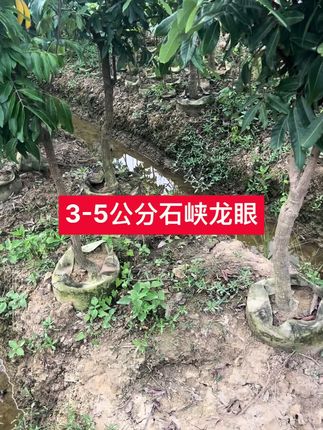 3-5公分石峡龙眼#别墅庭院植物 #果树苗基地 #果苗供应