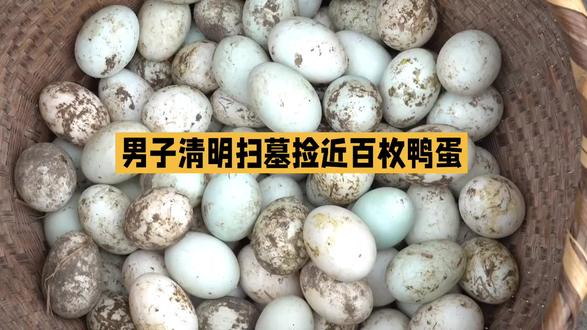 清明扫墓竟在祖坟旁捡到近百枚鸭蛋