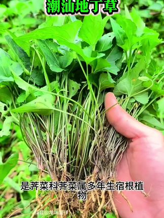 #潮汕 #煮茶 #喝茶 #广东凉茶