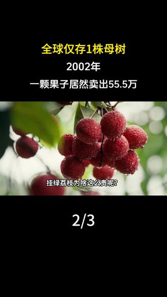 全球仅存1株母树!2002年,一颗果子居然卖出55.5万 #科普 #荔枝 #涨知识 #内容过于真实