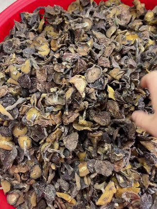 松蛾钉小蘑菇,香味浓郁,炖鸡#松蛾子 #炖鸡 #山东 #河北 #炒肉