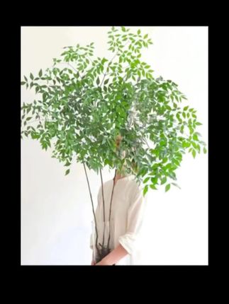 【【带老庄根】南天竹水培盆栽绿植火焰红室内带根树苗客厅办公室盆景】#南天竹 #室内绿植 #绿植盆栽 #水培植物