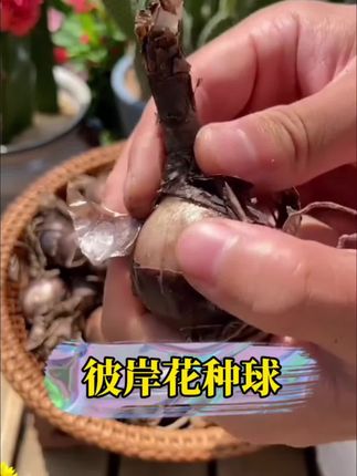 #彼岸花#一花一草一世界#曼珠沙华#好看的花一定要分享给你