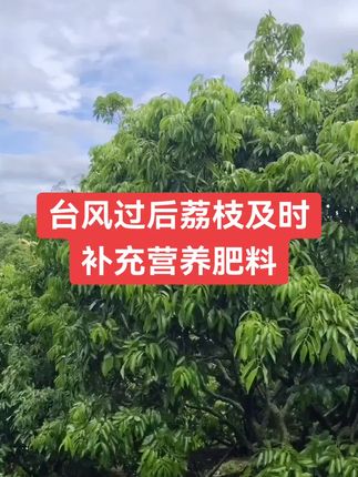 #上热门话题🔥🔥🔥 #荔枝 #三农种植 #台风过后补充叶面肥#稀土磷钾