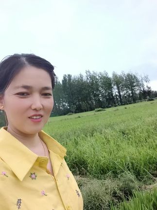 顿岗大米快成熟了