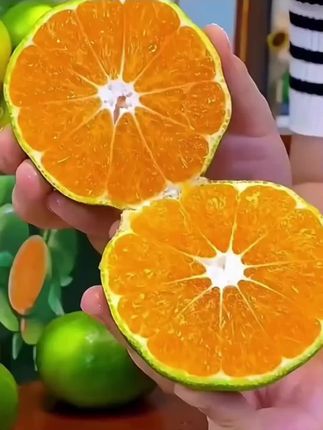 等一年的青皮蜜橘!无籽爆汁 盼了一年的高山青皮蜜橘终于熟了!高山日照足、温差大,果肉细腻无渣,还完全无籽。薄皮一剥,橘香直冒,橙黄果肉看着就诱人。入口酸甜多汁,汁水在嘴里爆开,是小时候的味道,老人小孩都爱。产地现摘现发,不催熟不打蜡,新鲜得很。5斤装价格比水果店划算,错过真要等明年。喜欢这口鲜的,直接点下方小黄车冲! #橘子#饱满多汁#水果#优质农产品