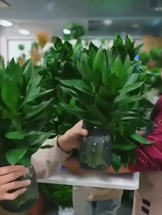 #家庭种植 #绿植盆栽 #家庭养花 #鲜花养护 #水培植物