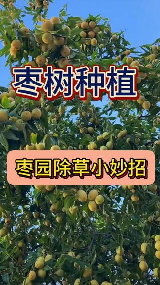 枣园除草小妙招#大枣 #枣树种植 #大枣种植技术 #果树管理