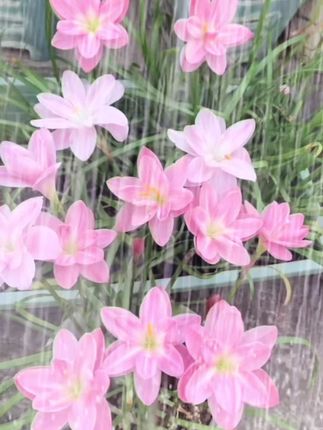 风雨兰一场风雨一场花#风雨兰