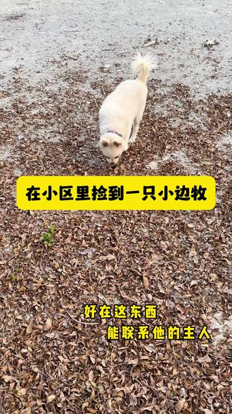 小区里捡到一只小边牧,幸亏戴着防丢牌,联系到它的主人了!#狗牌 #宠物防丢牌 #冉物防丢牌