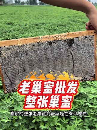 整张老巢蜜批发 巢蜜批发,蜂巢蜜批发,蜂蜜批发#蜂巢蜜 #巢蜜 #老巢蜜 #鼻炎 #老巢蜜治鼻炎