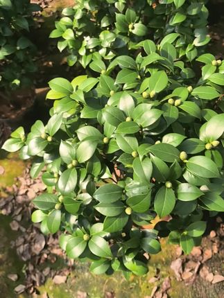 #上热搜 #茶花#花卉盆栽 #多色茶花 #绿植 白底彩十八学士,高度70+,喜欢联系我,便宜