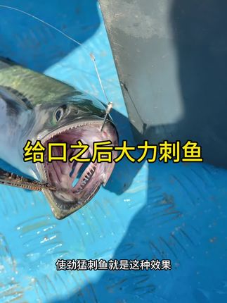 给口之后大力刺鱼