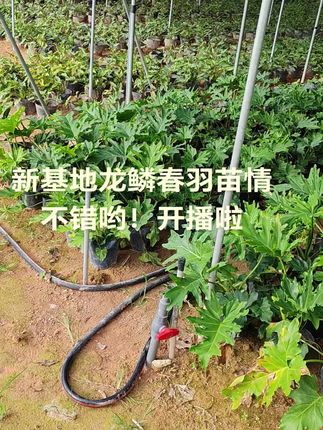 龙鳞春羽#三农 #三农种植 #农业种植 #抖音助农扶农 #上热门