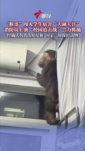 近日,安徽铜陵一只野生黄山短尾猴闯入高校学生宿舍,多部门合力科学抓捕。最终这只猴子被工作人员带回动物园,进行进一步的检查和妥善安置。