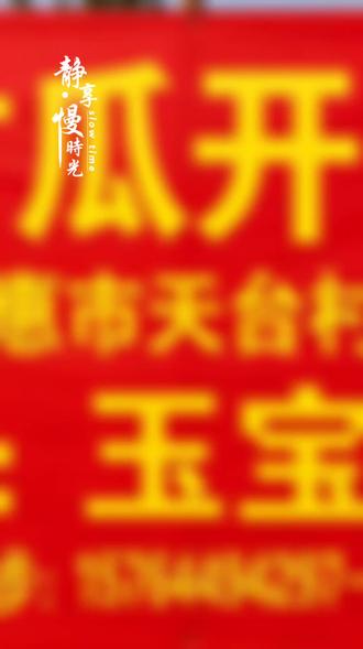 夏日清甜已就位✨ 香瓜开园开售,现摘现发,脆甜爽口!走亲访友佳品