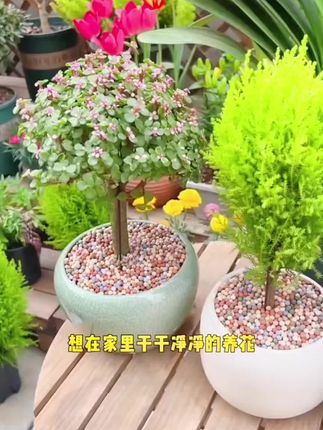 彩色陶粒花用垫底铺面造景小彩蛋盆栽透气水培花卉营养土种花陶土#彩色陶粒 #花用陶粒 #盆栽陶粒 #种花陶土 #陶粒