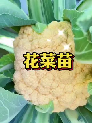 孩子爱吃花菜,我在两叶一心的时候就移栽了 12月初给搭上暖棚 每周喷一次叶面肥#肥料 #阳台种植 #有机蔬菜 #田园生活