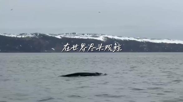 #巴伦支海#北冰洋#海水什么颜色#俄罗斯留子分享#
胜利日旅行日记
世界尽头的海水为什么是黑色的?
👇
因为它加班太久了,黑眼圈掉进了海里。
因为它听了一整年坏消息,心态崩了,颜料都用完了。
因为北极熊洗完澡没换水。
因为我的打工人怨气顺着洋流飘到了那里。
正经一句:其实是水太纯+硫化氢+全球变暖。
但我觉得还是“海水抑郁了”这个解释比较戳我。
💔 建议下次去的时候带瓶洗涤灵,给它洗个脸。
(别问我为什么黑,问就是:世界尽头没开灯。)