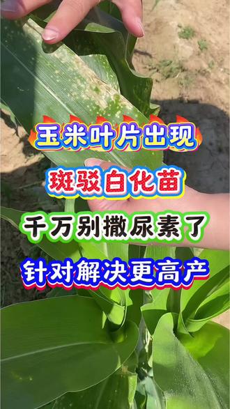 玉米出现斑驳白化,别再撒尿去了 针对解决才能高产#玉米金大棒 #玉米种植 #玉米高产种植技术 #玉米高产 #种玉米