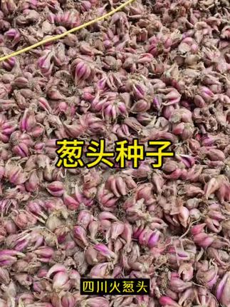 #葱头种子 #多茬采收 #葱香浓郁 #家庭种植 #阳台种植