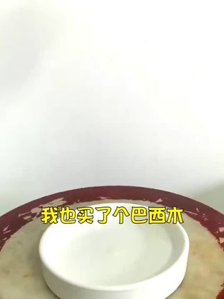 据说养这个#巴西木#盆栽会带来好运哦!#花卉绿植 #养花 #幸运木
