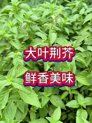 这个菜只能自己种,鲜香美味,凉拌吃,炒着吃,都好吃#三农知识分享 #农业种植 #三农 #种菜小技巧 #荆芥