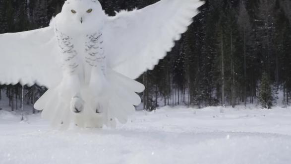 哈利·波特的信使,雪鸮,动物世界,动物科普,自然纪录片 #动物世界 #动物科普 #神奇动物在抖音 #雪鸮 #动物独白