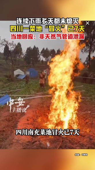 四川南充菜地冒火已7天 连续下雨多天都未熄灭 当地回应:非天然气管道泄漏。蓬安县已派专家到场抽样检测。(陈邦银)#四川南充菜地冒火 #四川一菜地起火