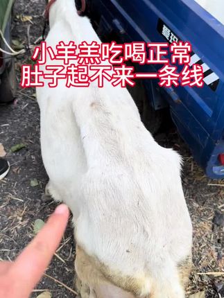 #养羊 #养羊人 #农村养羊 #三农养殖 #农村养殖