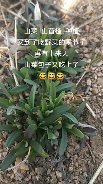 绿色生态农业,山菜 山苜楂 种植