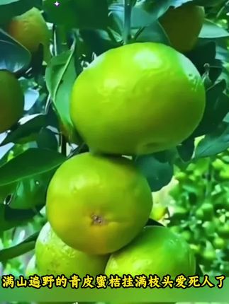 宜昌青皮蜜桔无核无籽酸甜多汁当季现摘孕妇水果。#舌尖上的抖音 #宜昌青皮蜜桔 #应季水果 #清甜多汁 #果园直发