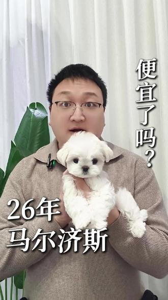 26年马尔济斯便宜了吗?想养小马还在纠结? #马尔济斯