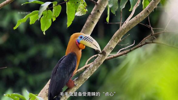 棕颈犀鸟(中):为了孩子,她把自己封进树洞里整整100天 #动物世界 #棕颈犀鸟 #抖音硬核版