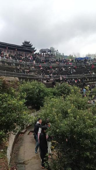 这是榕江县乐里斗牛城于大年初3日,举行斗牛友谊赛活动。