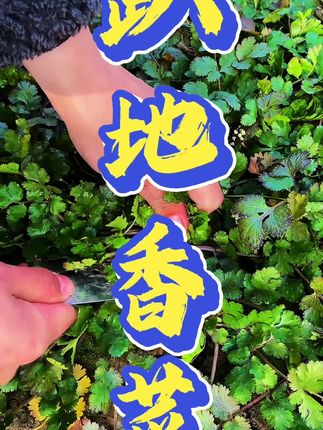 老品种的趴地香菜