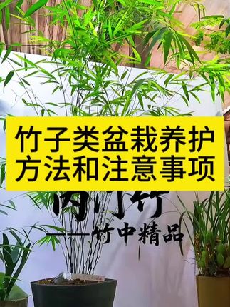 竹子类盆栽种植方法和注意事项 家里的竹子盆栽叶子发黄枯萎黄叶掉叶怎么办 #竹子专用营养液 #竹子专用肥 竹子修剪方法 #竹子盆栽养殖方法 竹子怎么浇水施肥水肥管理 竹子多久浇水一次 竹子黄叶落叶怎么补救 #竹子施肥 #竹子营养液