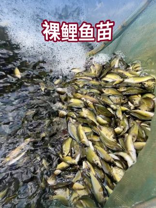 裸鲤鱼生态养殖肉更嫩,刺还少,不挑水质和地区,一年2-4斤 #鱼苗 #裸鲤 #水产养殖 #农村创业养殖水产养殖 #三农