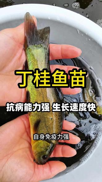丁桂鱼是一种底层杂食性鱼类,不吃小鱼小虾,耐低温低氧不挑水质 可在0-40度的水温安全存活,最短养殖5个月就可以出塘。#丁桂鱼苗 #丁桂鱼养殖 #重庆棠仲承渔场 #水产人