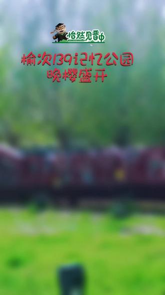 榆次139记忆公园
晚樱盛开!